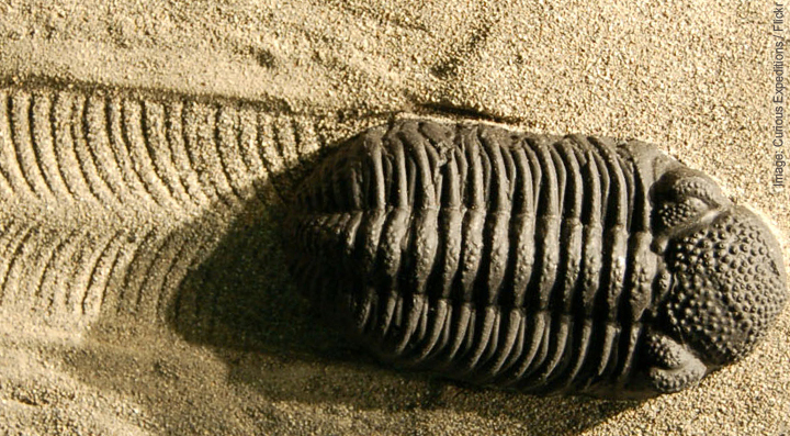 Trilobite Footprints at the Natural History Museum, Bern, Switzerland